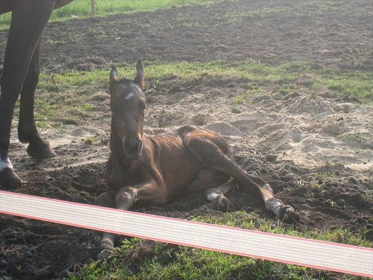 DSP LGM Bonjour miss magic - Nyfødt billede 3