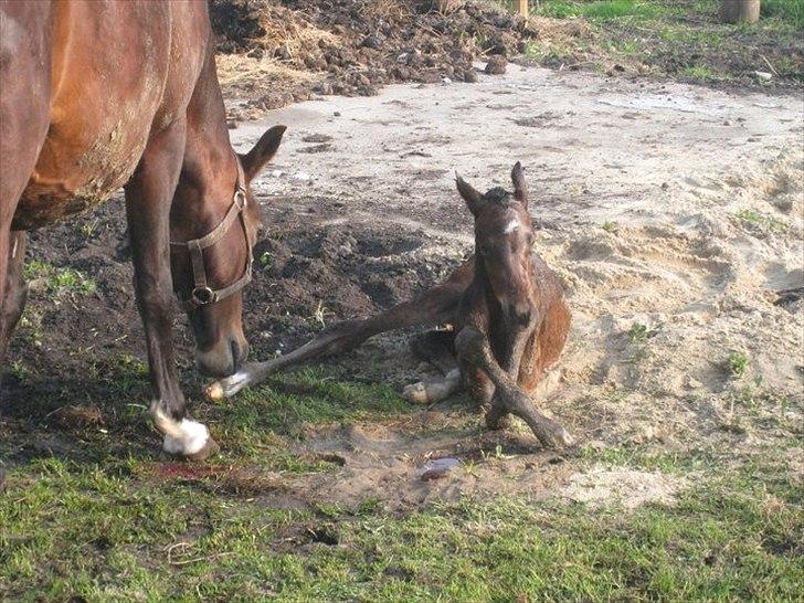 DSP LGM Bonjour miss magic billede 4