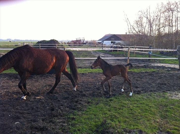 DSP LGM Bonjour miss magic billede 5