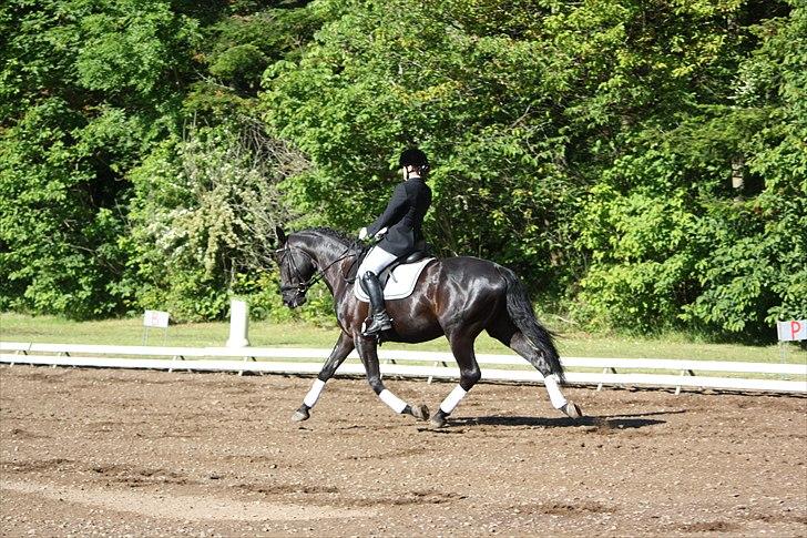 Hannoveraner Gildbjerg´s Black Chanti - stævne på morsø billede 19