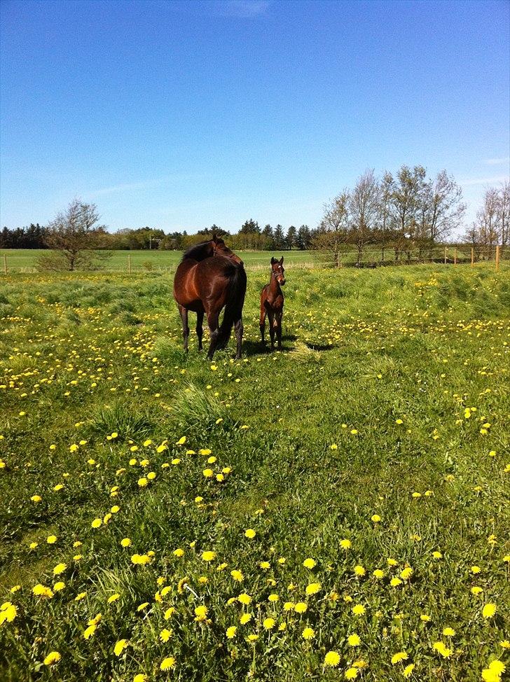 DSP LGM Bonjour miss magic billede 6