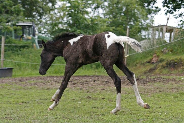 Tennessee Walker Joyful Mr. Forest Walker - Tossede Bushy på folden 18/6 2011. billede 12