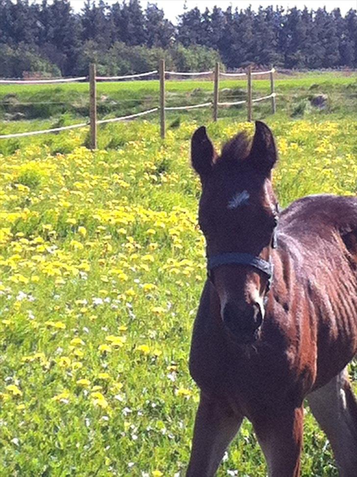 DSP LGM Bonjour miss magic billede 1