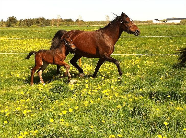DSP LGM Bonjour miss magic - 14 dage gammel og lige kommet i engen. billede 7