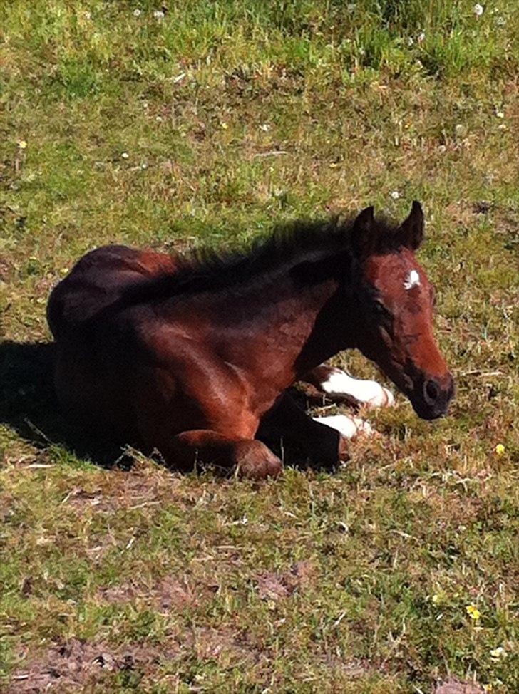 DSP LGM Bonjour miss magic billede 8