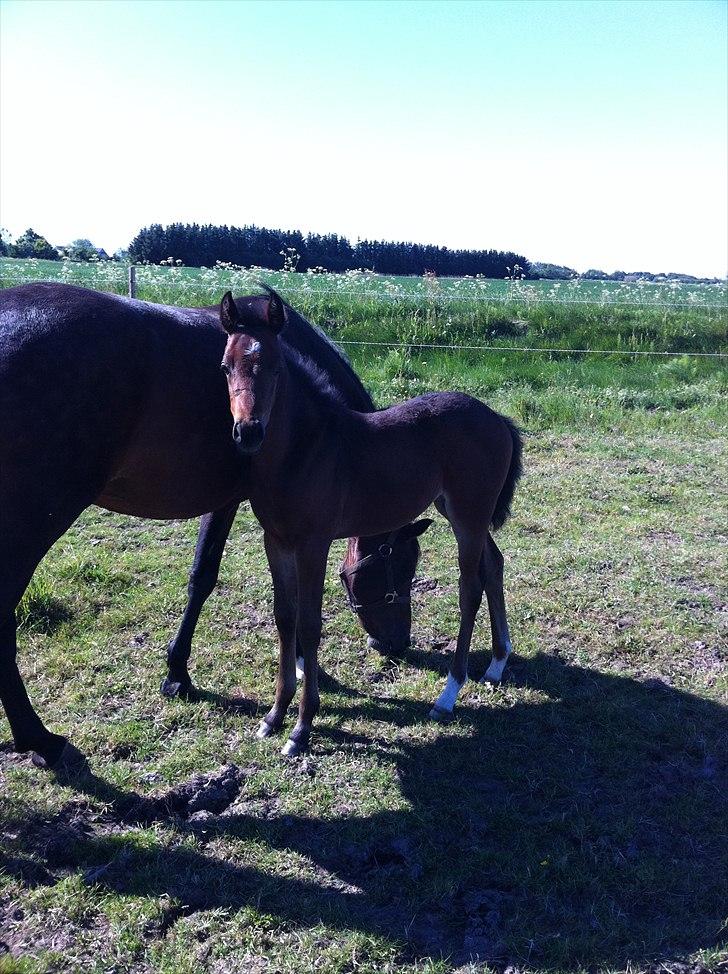 DSP LGM Bonjour miss magic billede 9