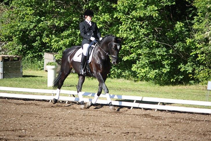 Hannoveraner Gildbjerg´s Black Chanti - stævne på morsø billede 20