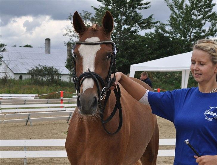 DSP Vadsager´s Carmen Rosa billede 2