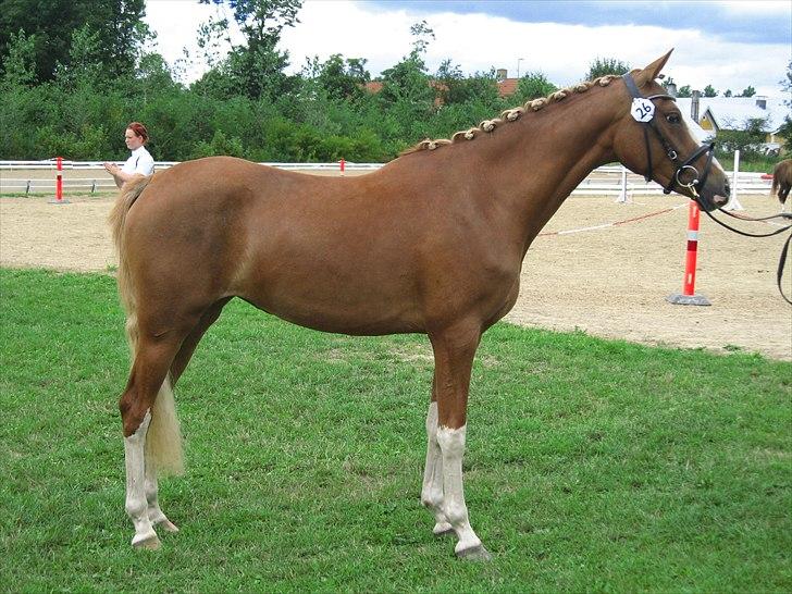 DSP Vadsager´s Carmen Rosa billede 3