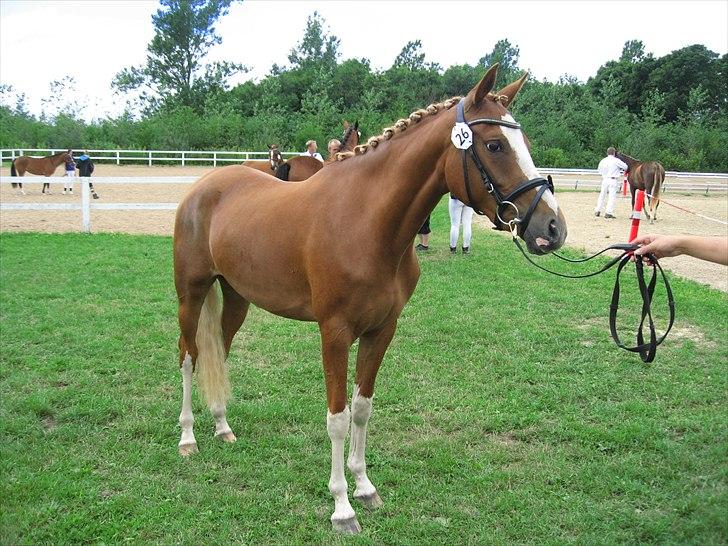 DSP Vadsager´s Carmen Rosa billede 4