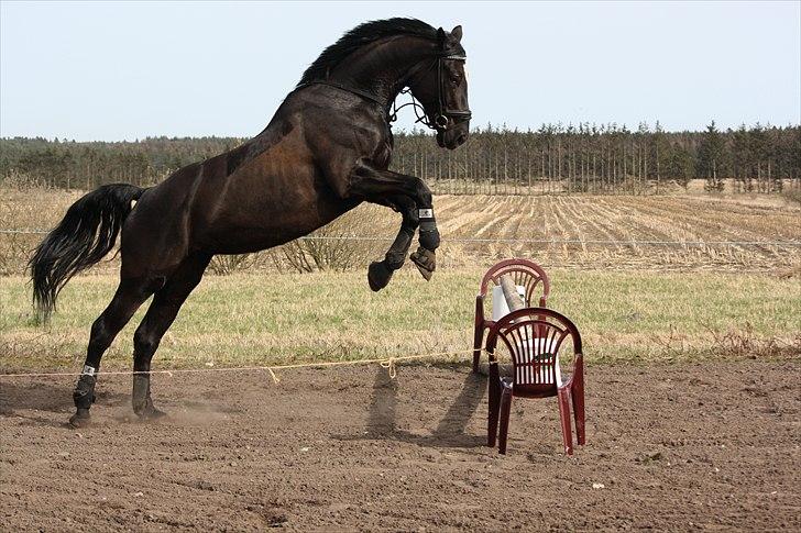 Hannoveraner Gildbjerg´s Black Chanti billede 2