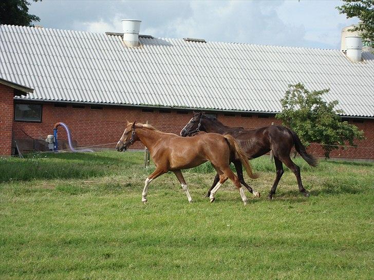 DSP Vadsager´s Carmen Rosa billede 5