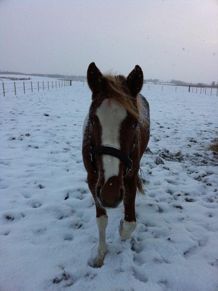 DSP Vadsager´s Carmen Rosa billede 6