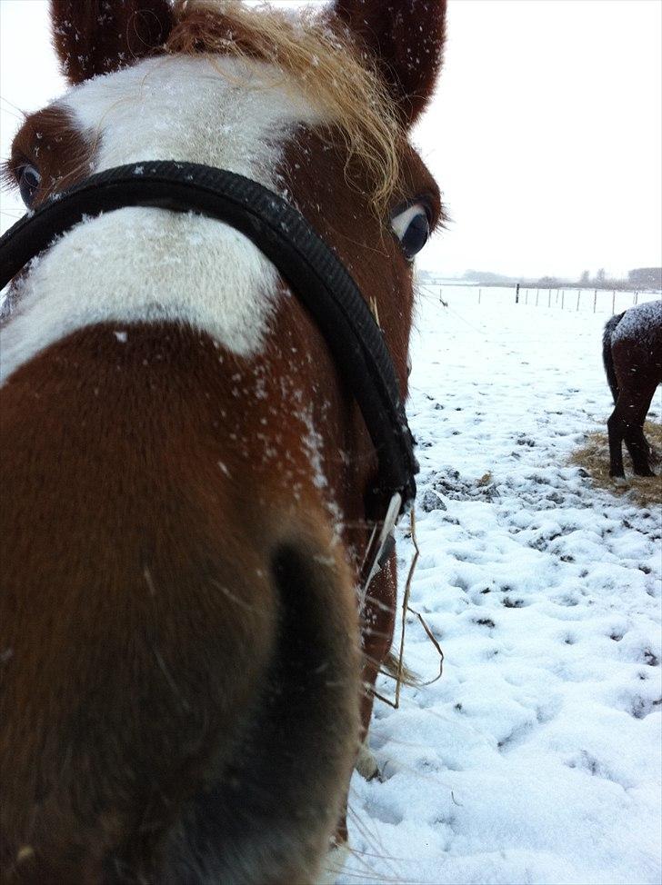DSP Vadsager´s Carmen Rosa billede 7
