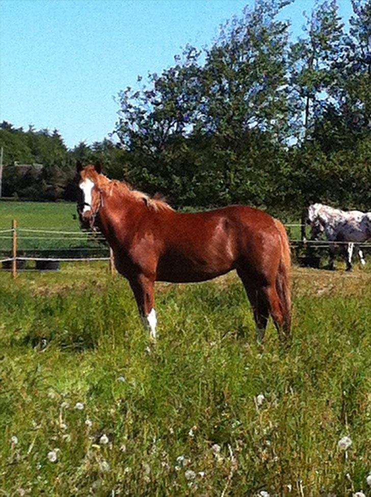 DSP Vadsager´s Carmen Rosa billede 8