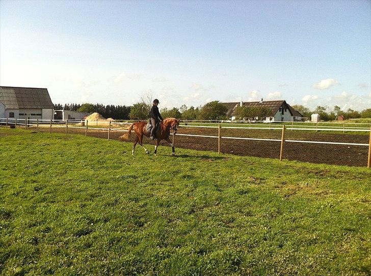 DSP Vadsager´s Carmen Rosa billede 9