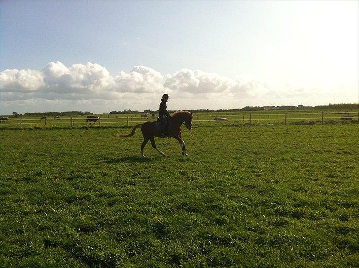 DSP Vadsager´s Carmen Rosa billede 10