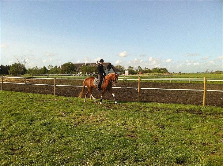 DSP Vadsager´s Carmen Rosa billede 11