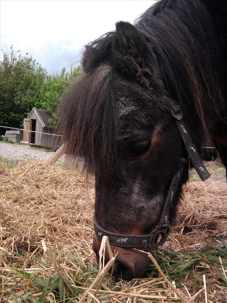 Shetlænder Jonas billede 1