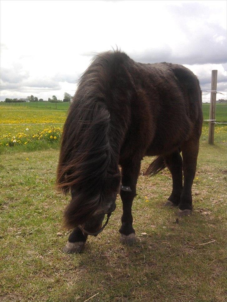 Shetlænder Jonas billede 2