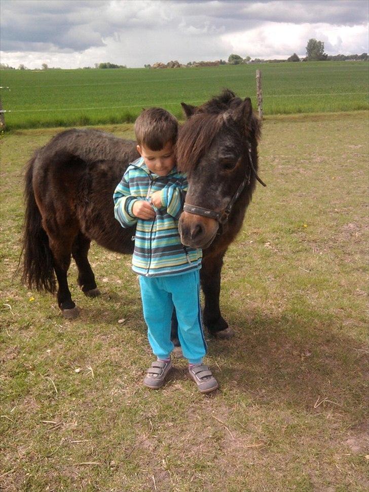 Shetlænder Jonas billede 4