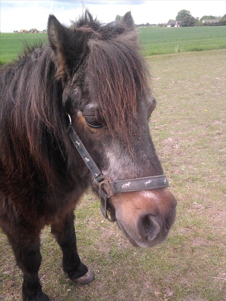 Shetlænder Jonas billede 3