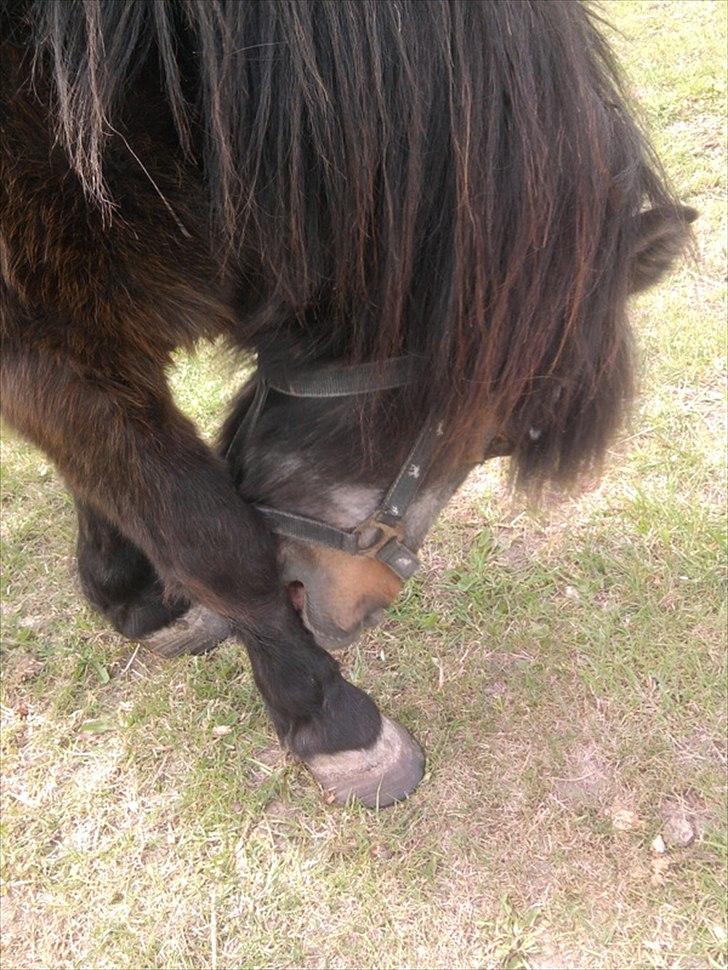 Shetlænder Jonas billede 5