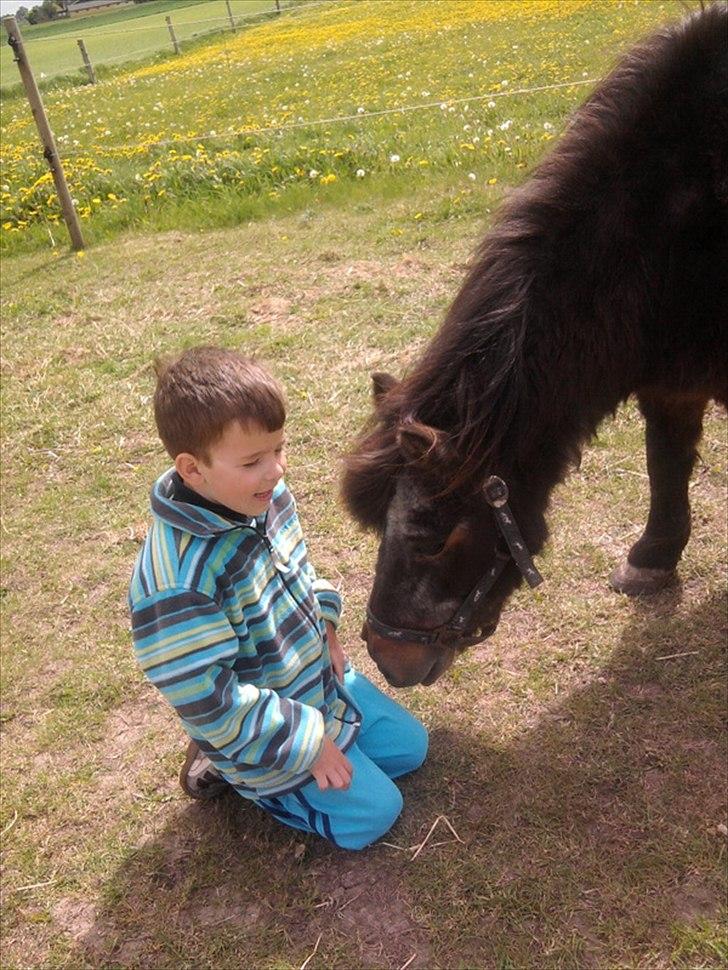 Shetlænder Jonas billede 6