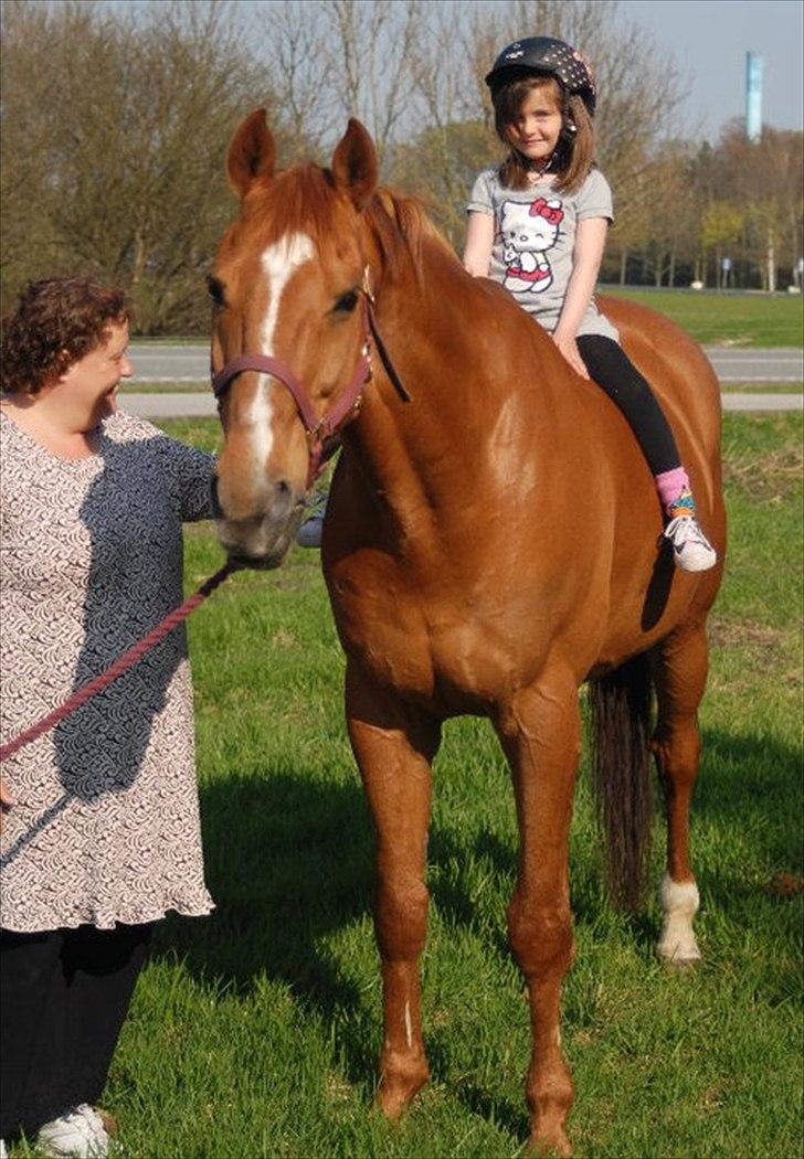 Dansk Varmblod Canton "R.I.P" billede 5