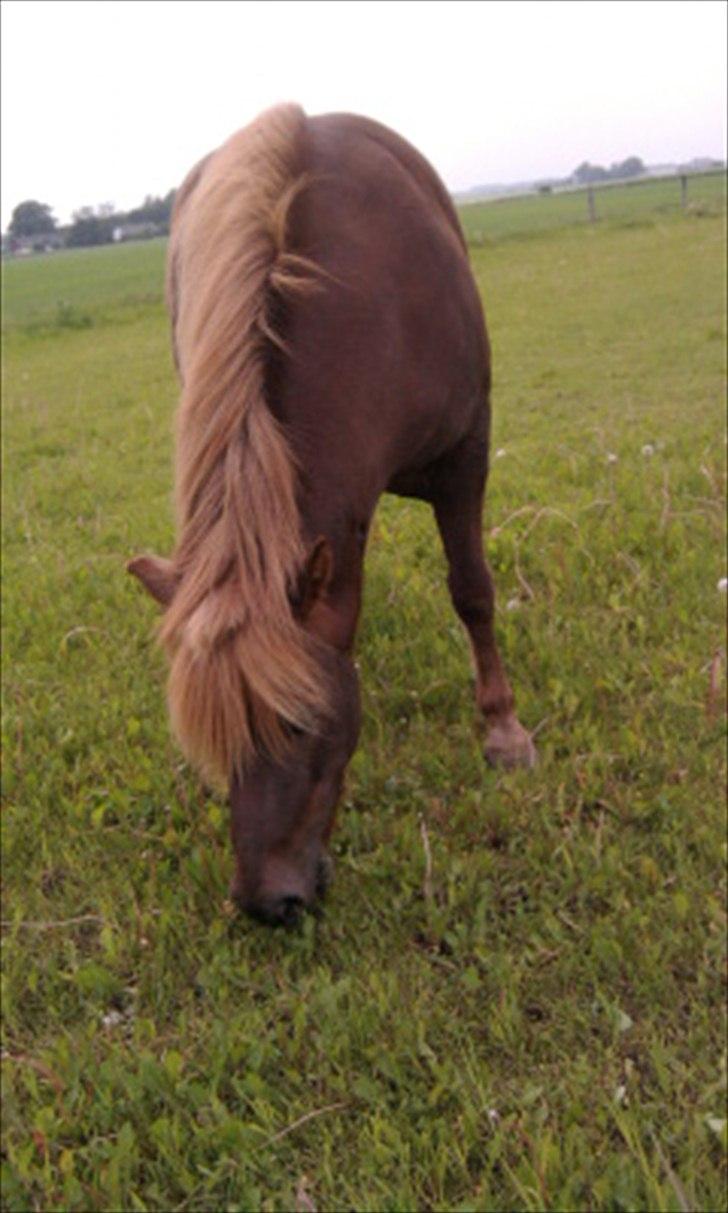 Anden særlig race Anton (den søde ''rullepølse'') billede 5