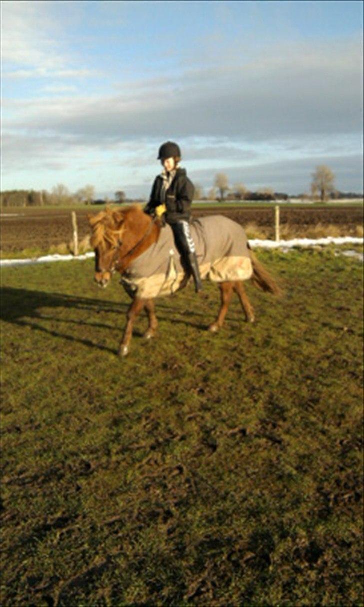 Anden særlig race Anton (den søde ''rullepølse'') billede 1