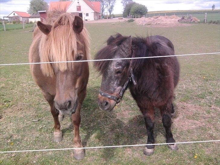 Anden særlig race Anton (den søde ''rullepølse'') billede 7