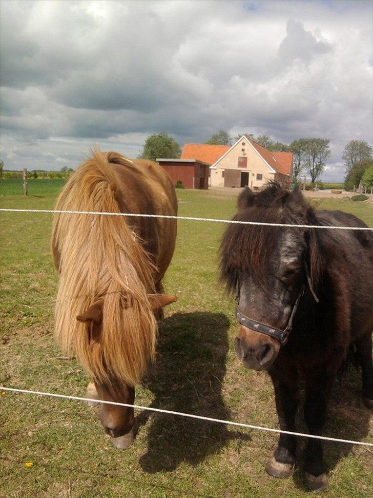 Anden særlig race Anton (den søde ''rullepølse'') billede 8