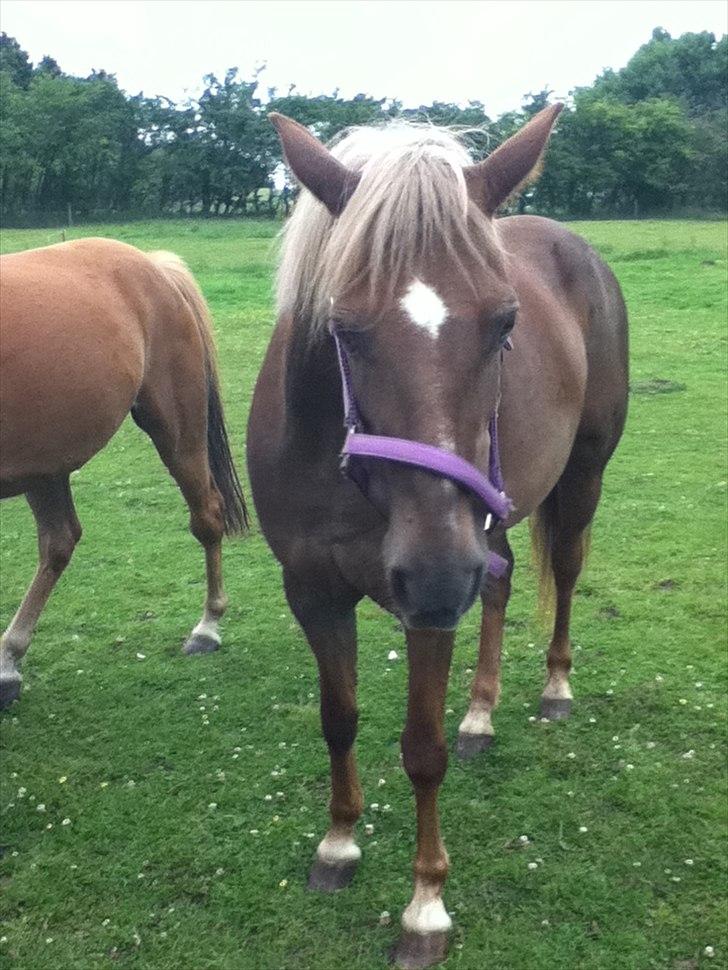 DSP Rødtjørns Duchess  billede 1