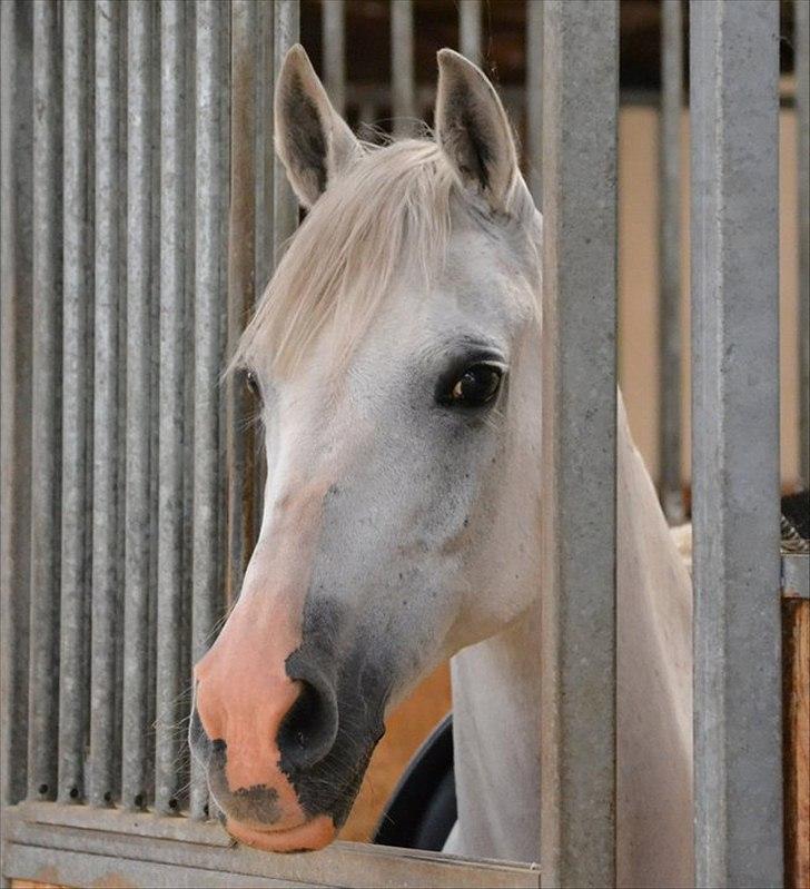 Hollandsk Sportspony Fyrstenborgs Meritza billede 8