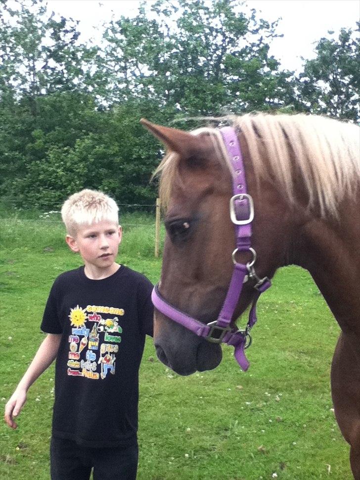 DSP Rødtjørns Duchess  billede 2