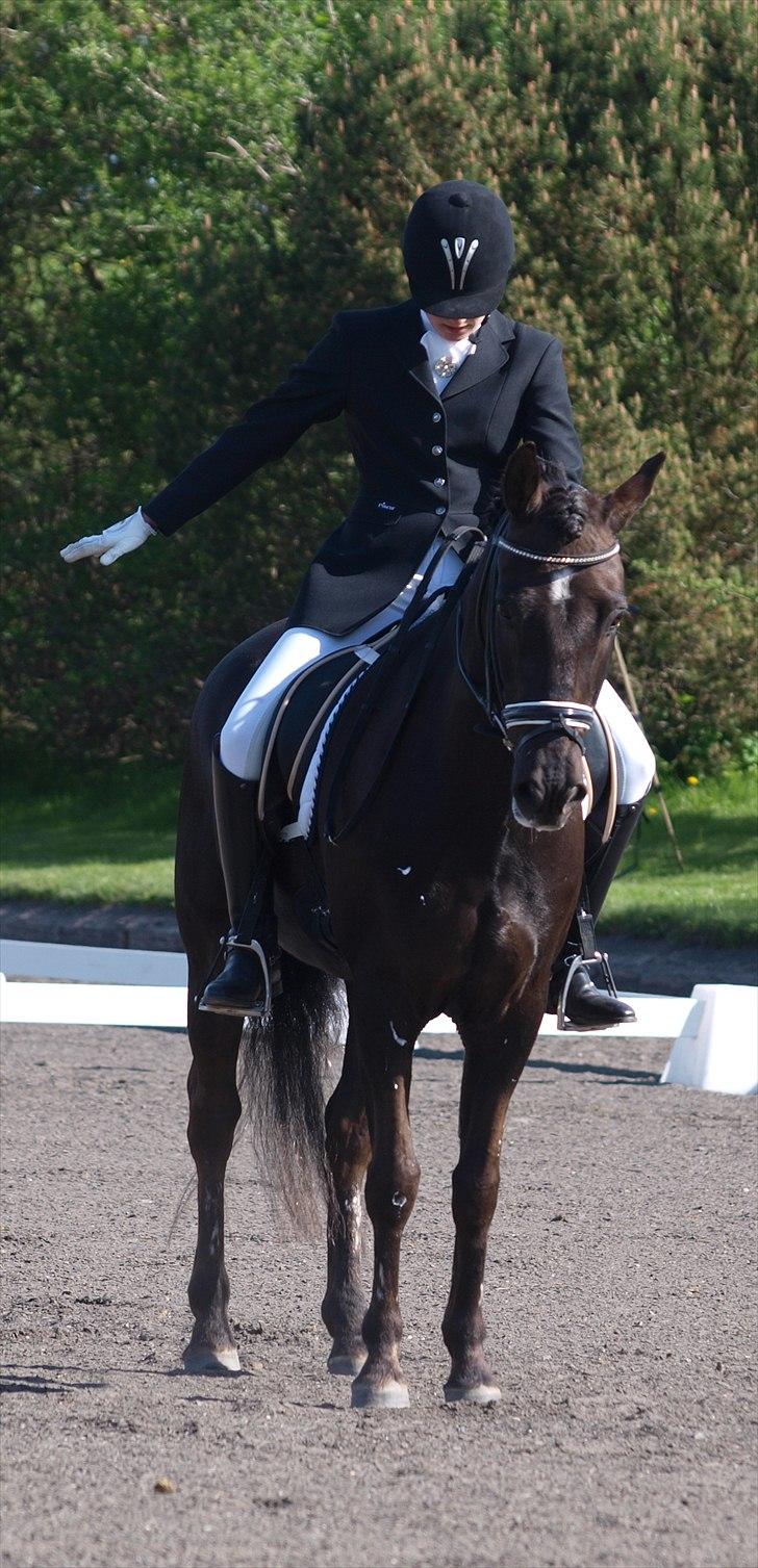 New Forest Kikkenberg's Rikki B-pony billede 11