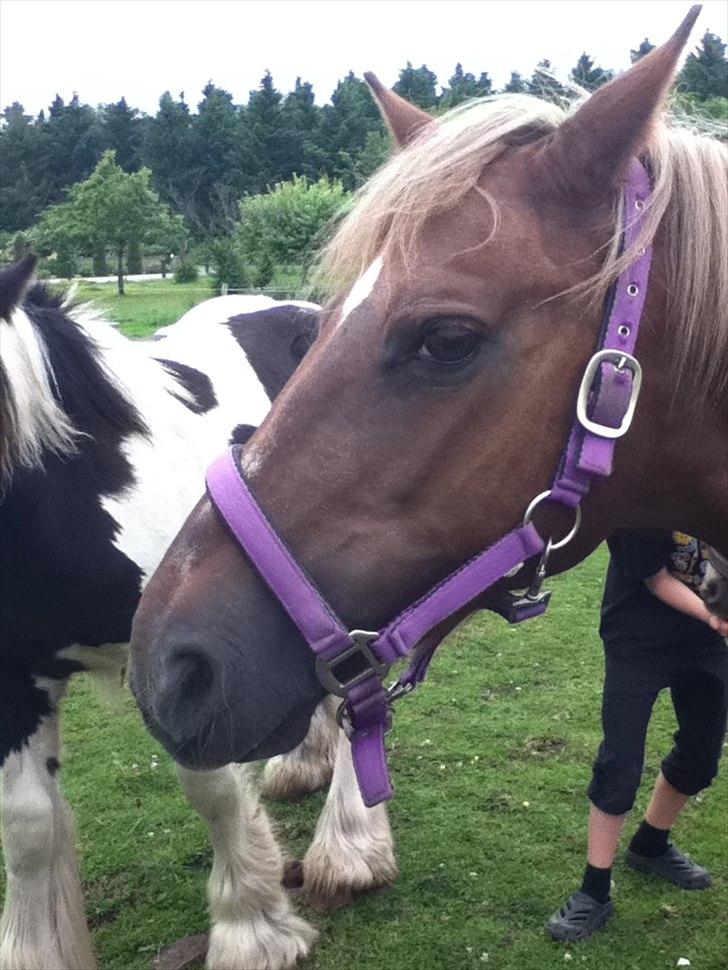 DSP Rødtjørns Duchess  billede 3