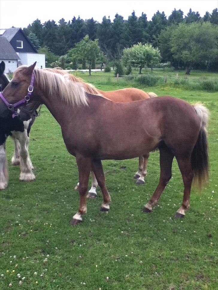 DSP Rødtjørns Duchess  billede 5