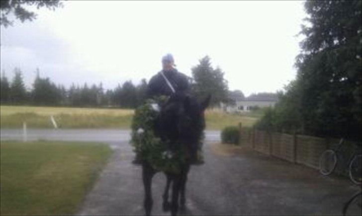 Dansk Varmblod Lanett Egely billede 2