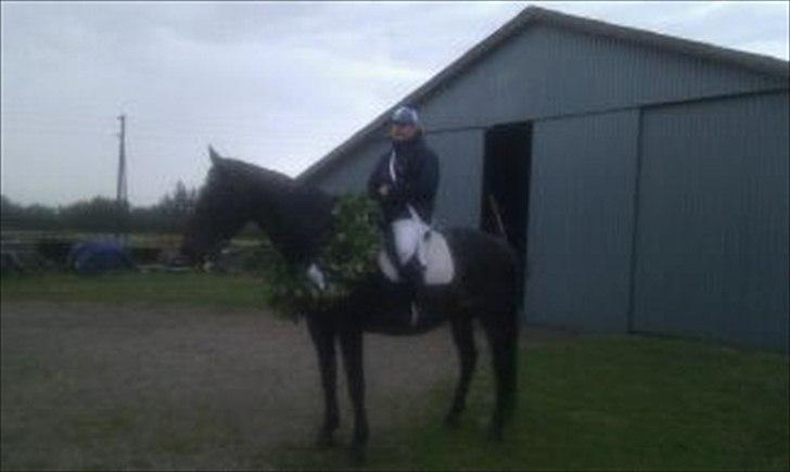 Dansk Varmblod Lanett Egely billede 3