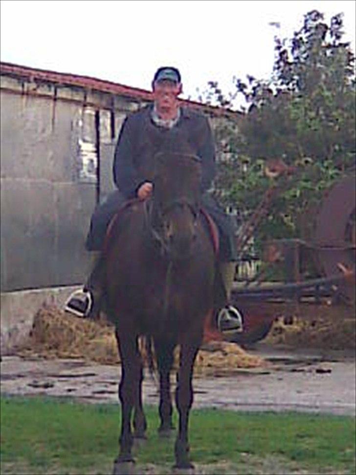 Dansk Varmblod Lanett Egely billede 4