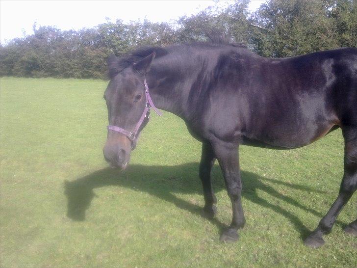 Dansk Varmblod Lanett Egely billede 5