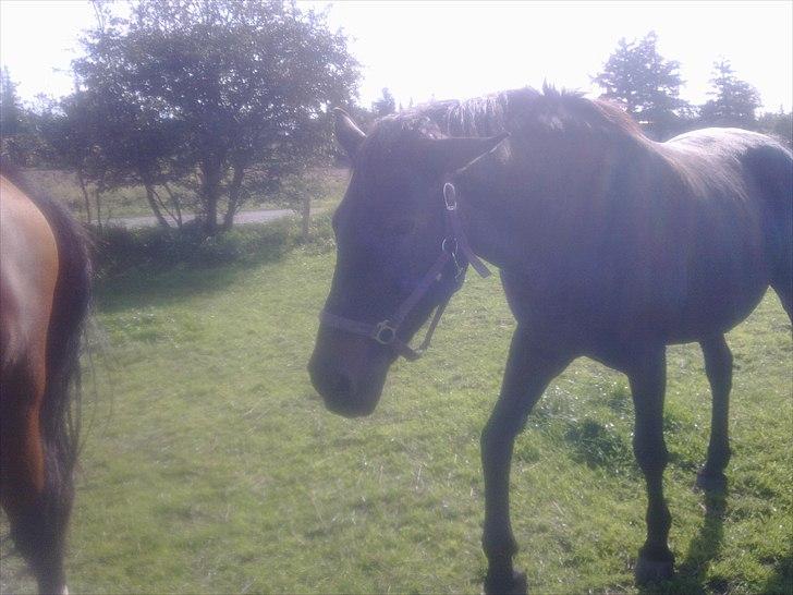 Dansk Varmblod Lanett Egely billede 6