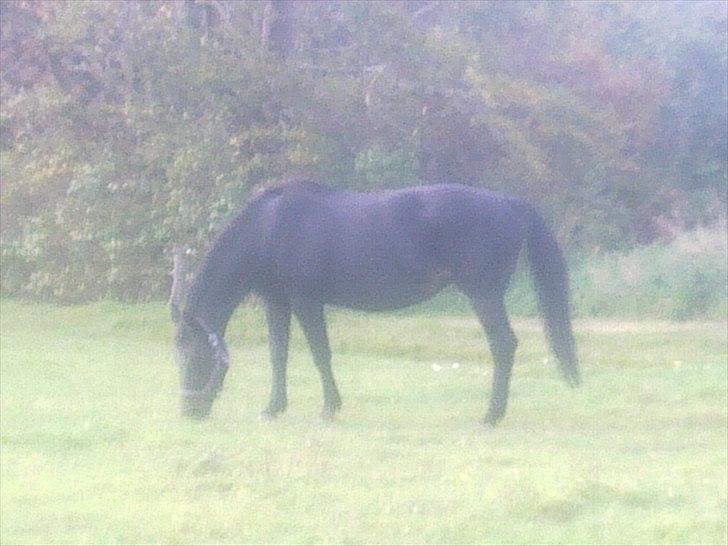 Dansk Varmblod Lanett Egely billede 7