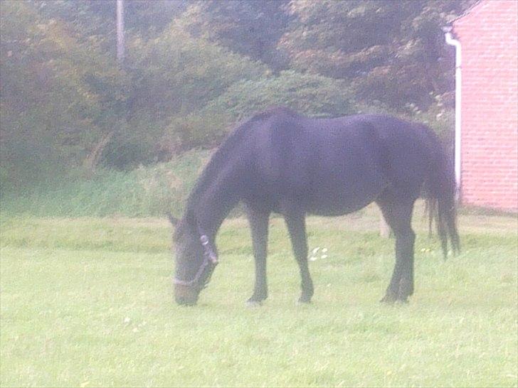 Dansk Varmblod Lanett Egely billede 8