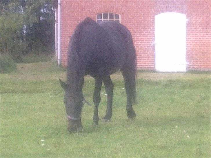 Dansk Varmblod Lanett Egely billede 9