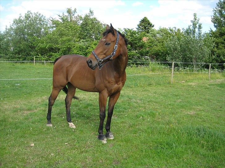 Fuldblod (XX) King Of York (SOLGT) billede 1