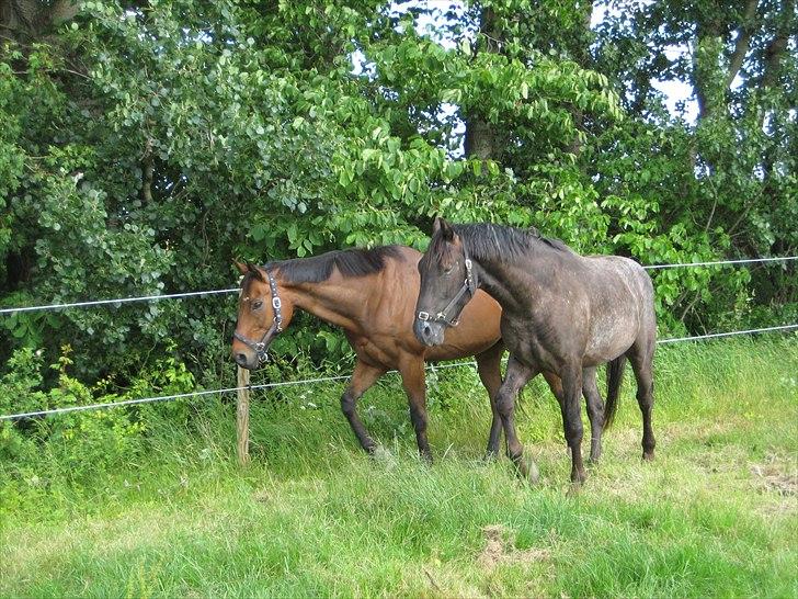 Fuldblod (XX) King Of York (SOLGT) billede 3