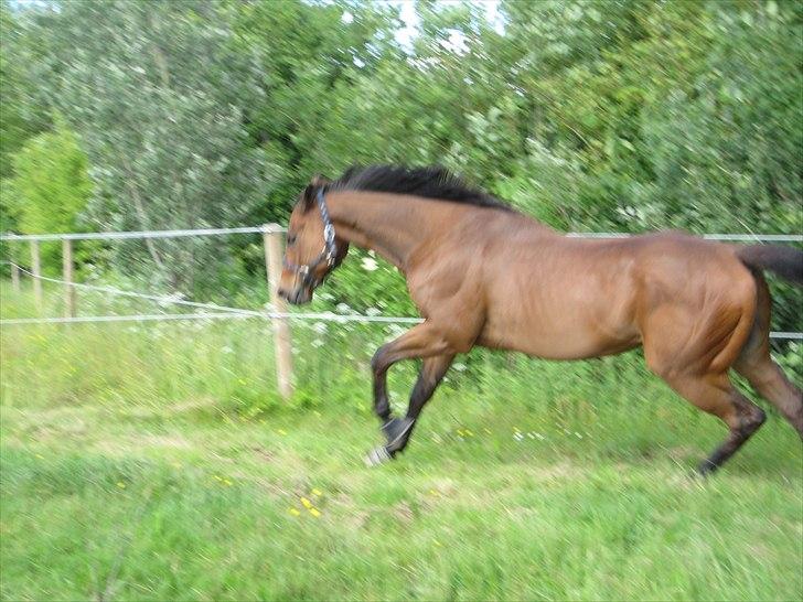 Fuldblod (XX) King Of York (SOLGT) billede 4